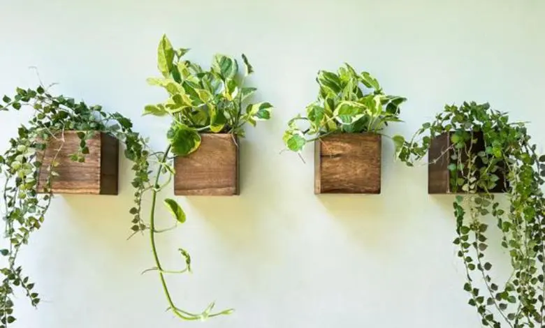 Natural-PLANT-on-the-wal-24