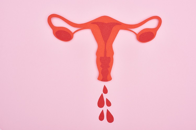 Female_reproductive_internal_organs_with_blood_drops