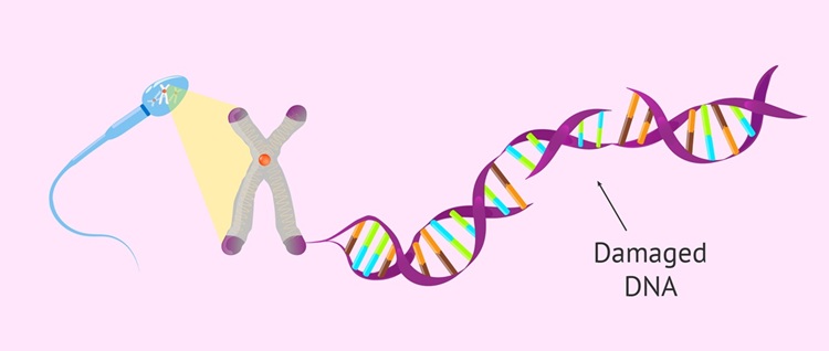 Fragmented-DNA-in-sperm1