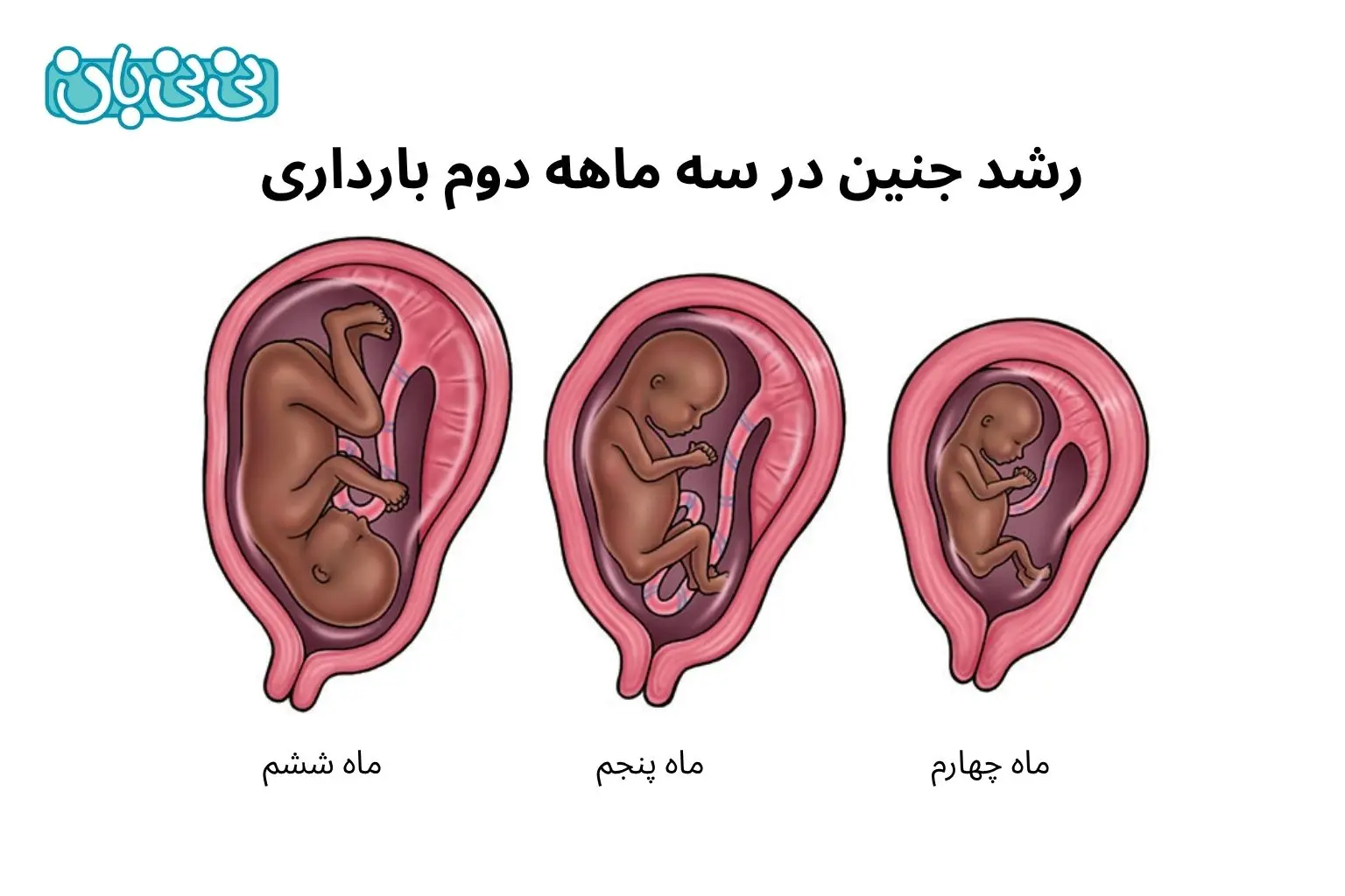 رشد جنین در سه ماهه دوم بارداری چگونه است؟