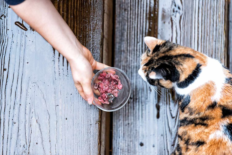 __opt__aboutcom__coeus__resources__content_migration__mnn__images__2019__07__feeding_stray_cat-c8780cdf93e44ce8b39c2a0ae75438e7