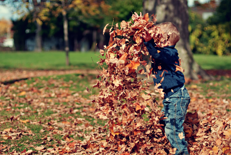 boy_child_dry_leaves_36965_jpg_2500×1690_10_19_2024_03_45_PM
