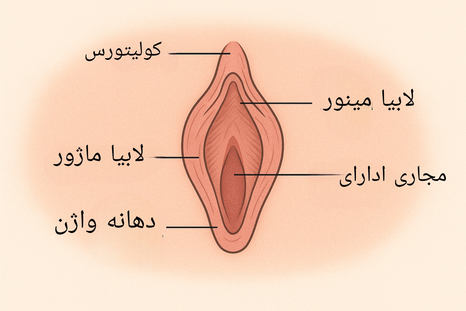 واژن سالم بدون عفونت