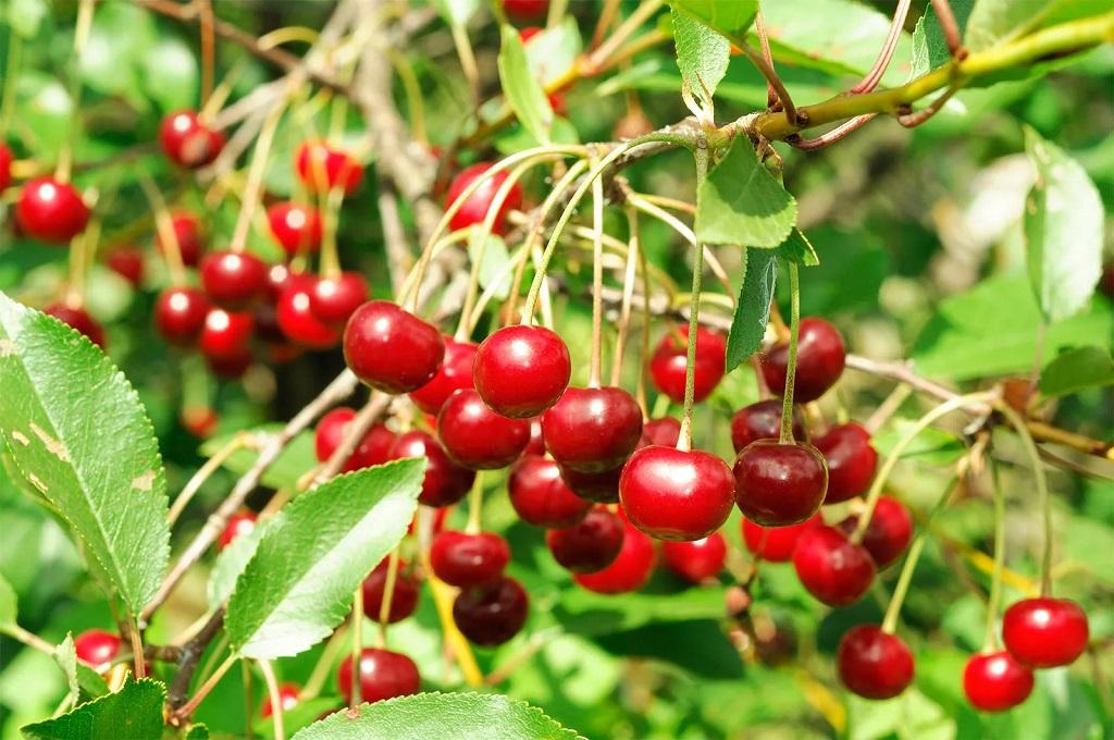 خوراکی های مناسب خواب 