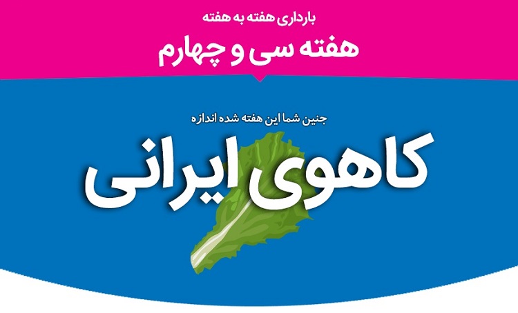 هفته سی و چهارم بارداری