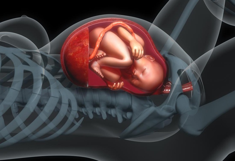 diagram-of-baby-in-utero1