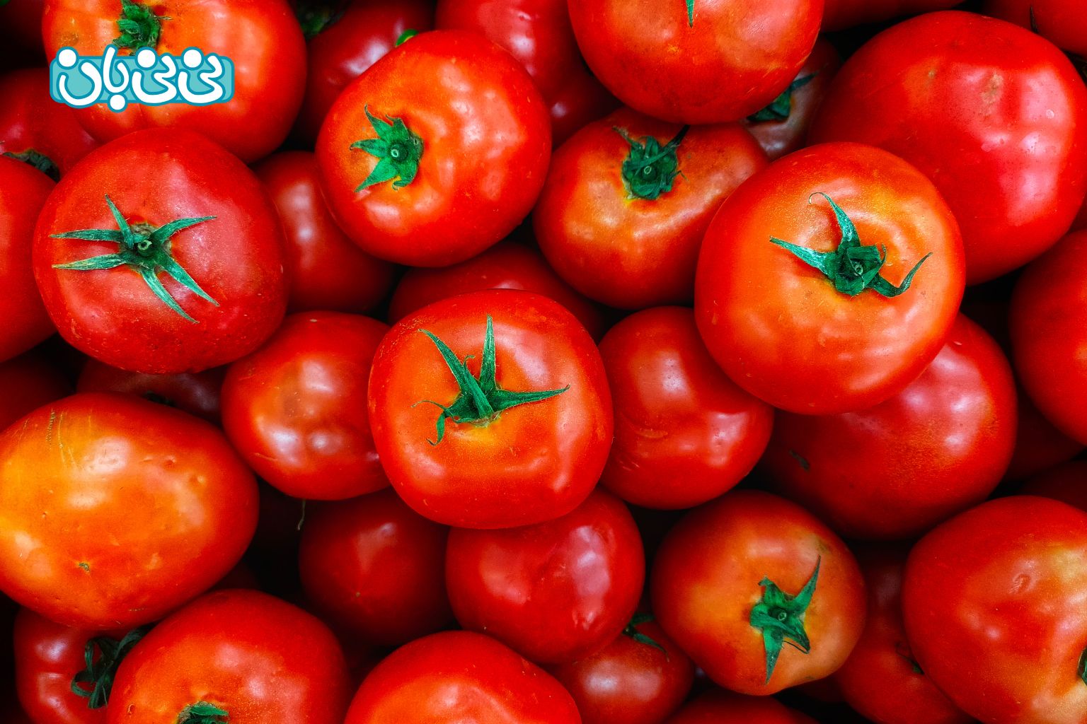 آیا خوردن گوجه فرنگی در بارداری مفید است