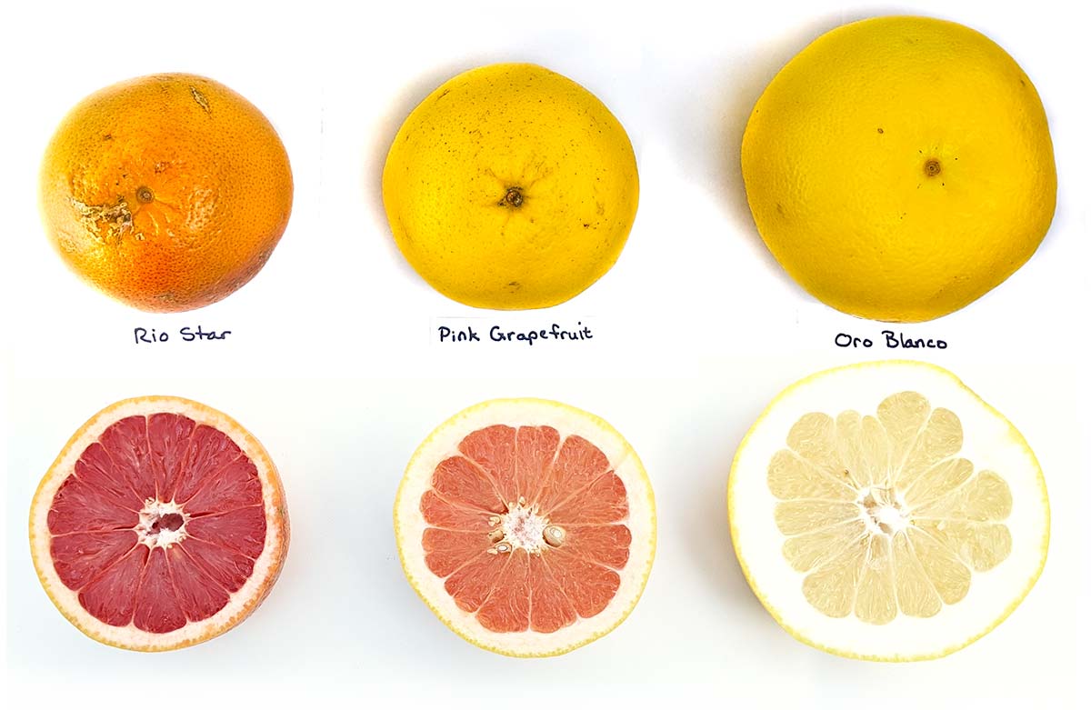 grapefruit-varieties-ruby-pink-oro-blanco-2