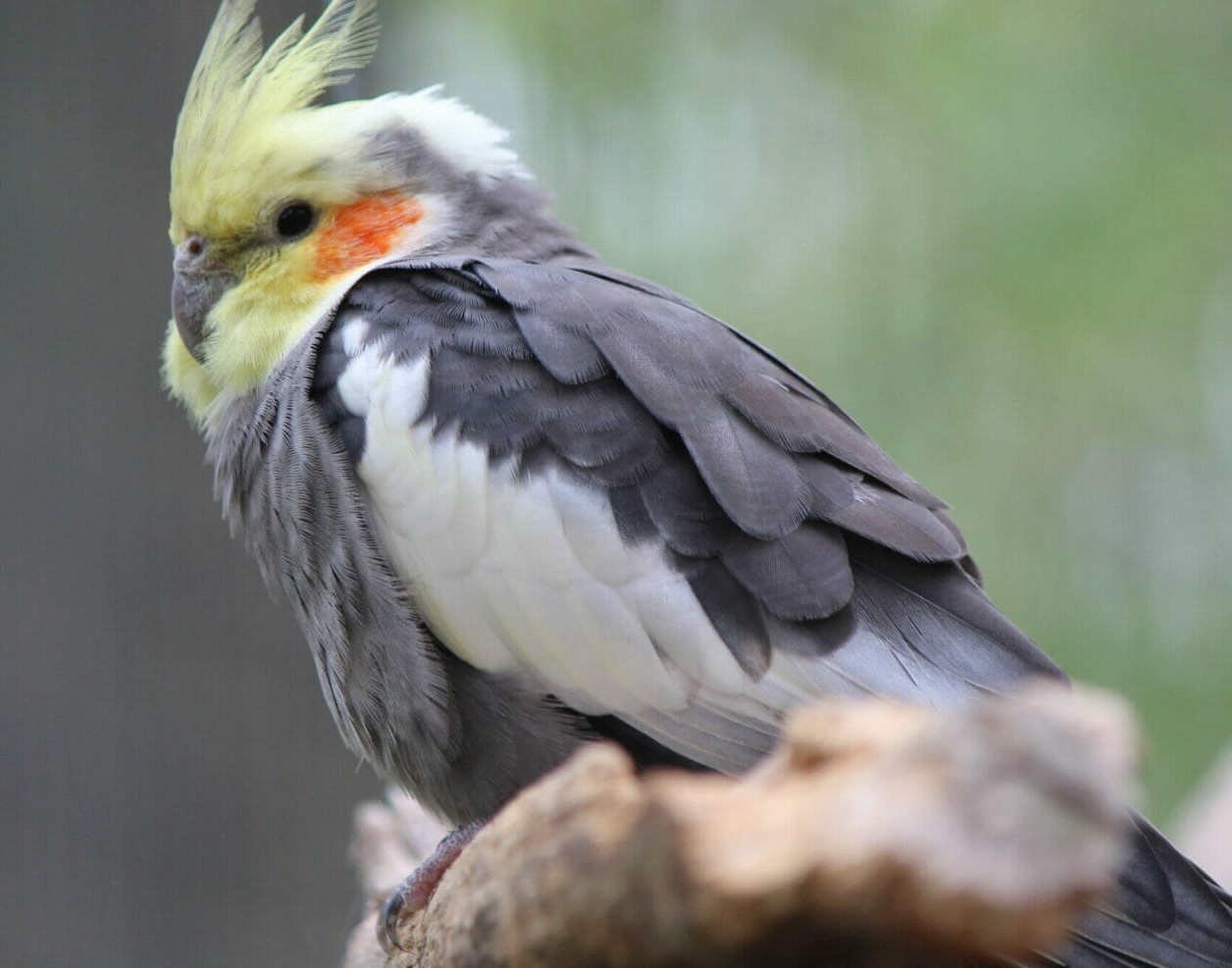 عروس هلندی