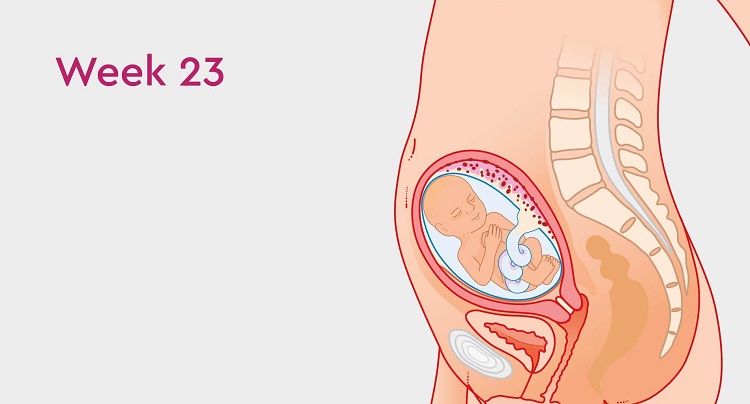 هفته بیست و سوم بارداری