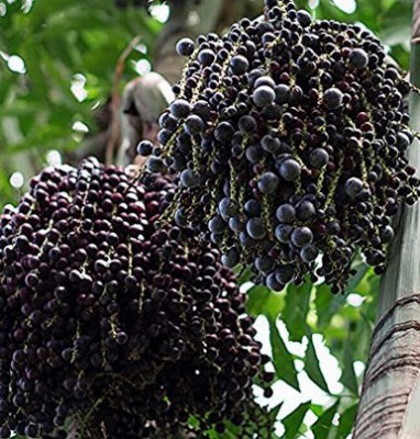 آکای
