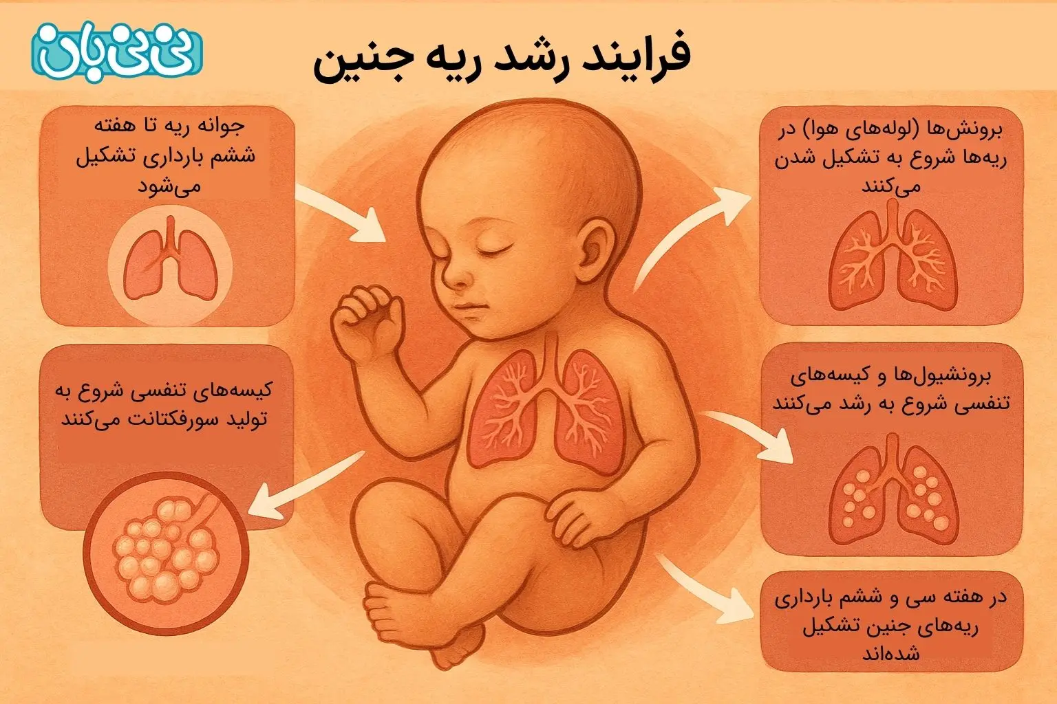 فرایند رشد ریه جنین چگونه است؟
