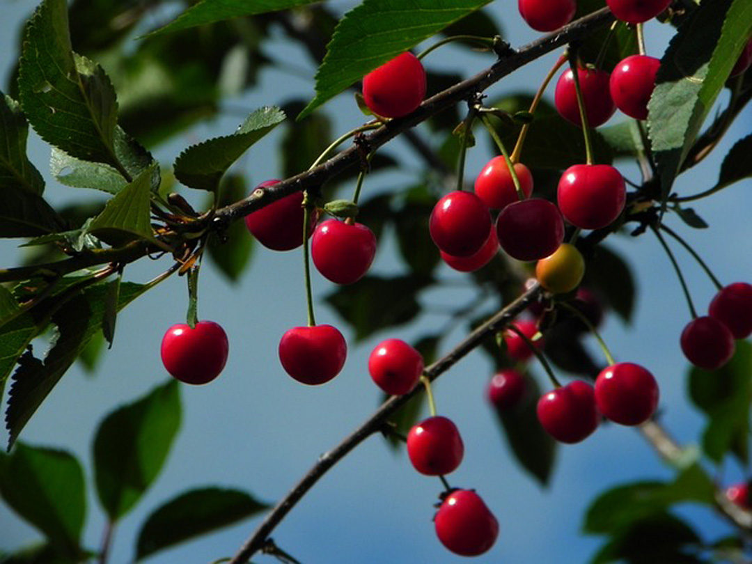 ارزش غذایی آلبالو