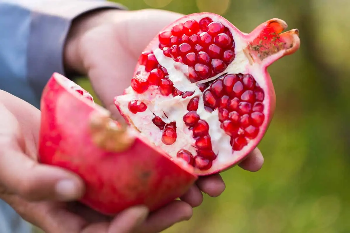 How-to-Pick-and-Harvest-Pomegranates-Featured