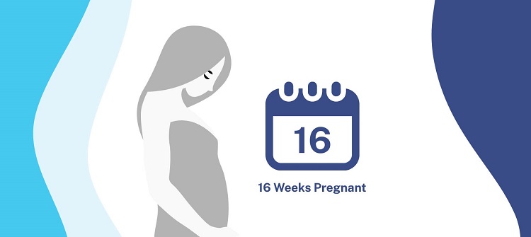 هفته شانزدهم بارداری