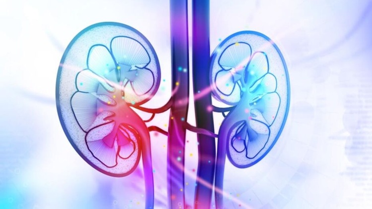 ThinkstockPhotos-501671532-kidneys-19513a3bc6