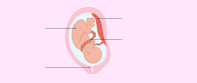 umbilical-cord-nuchal-turn-umbilical-cord1