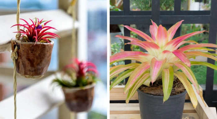 بروملیاد (Bromeliad)