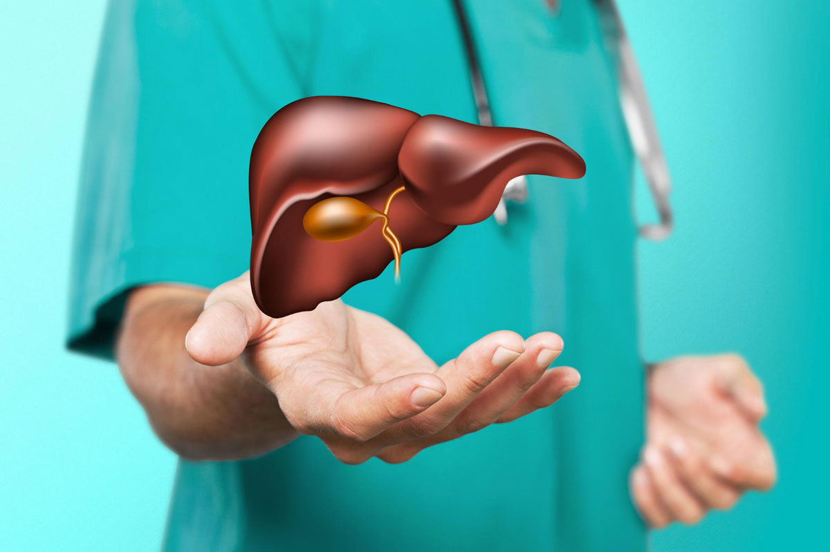 hands-doctor-uniform-hold-liver