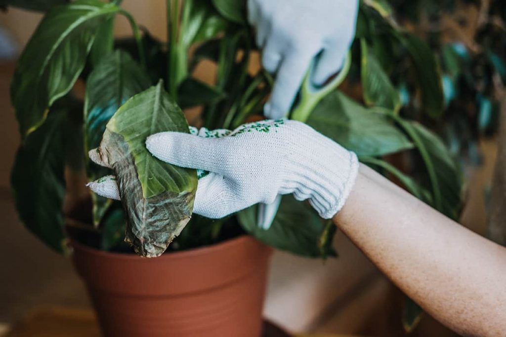 فوت و فن های هرس کردن گیاهان آپارتمانی: راهنمای جامع برای داشتن گیاهانی شاداب و سرسبز
