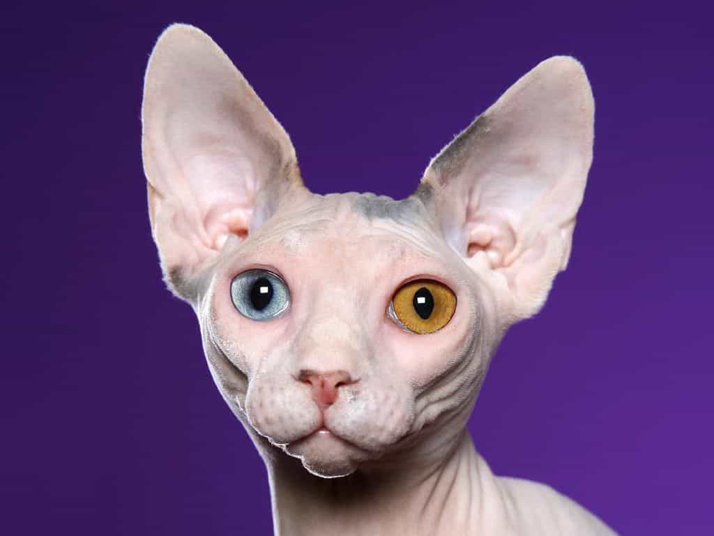 sphynx-cat-golba