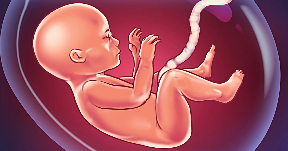 baby-life-in-womb-