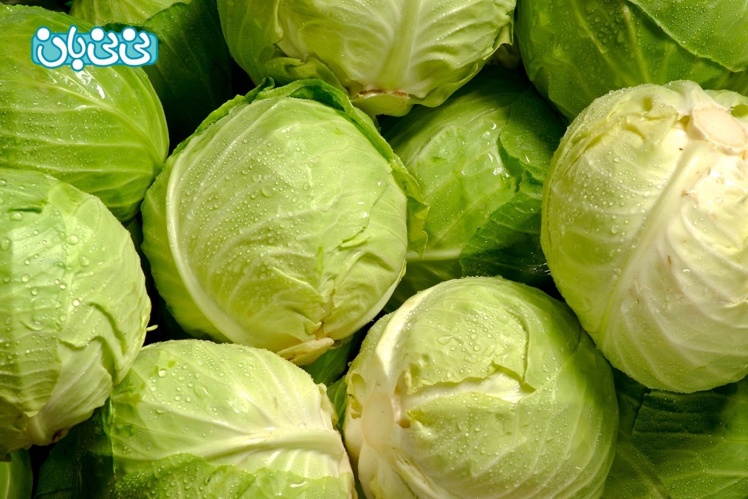 ارزش غذایی کلم