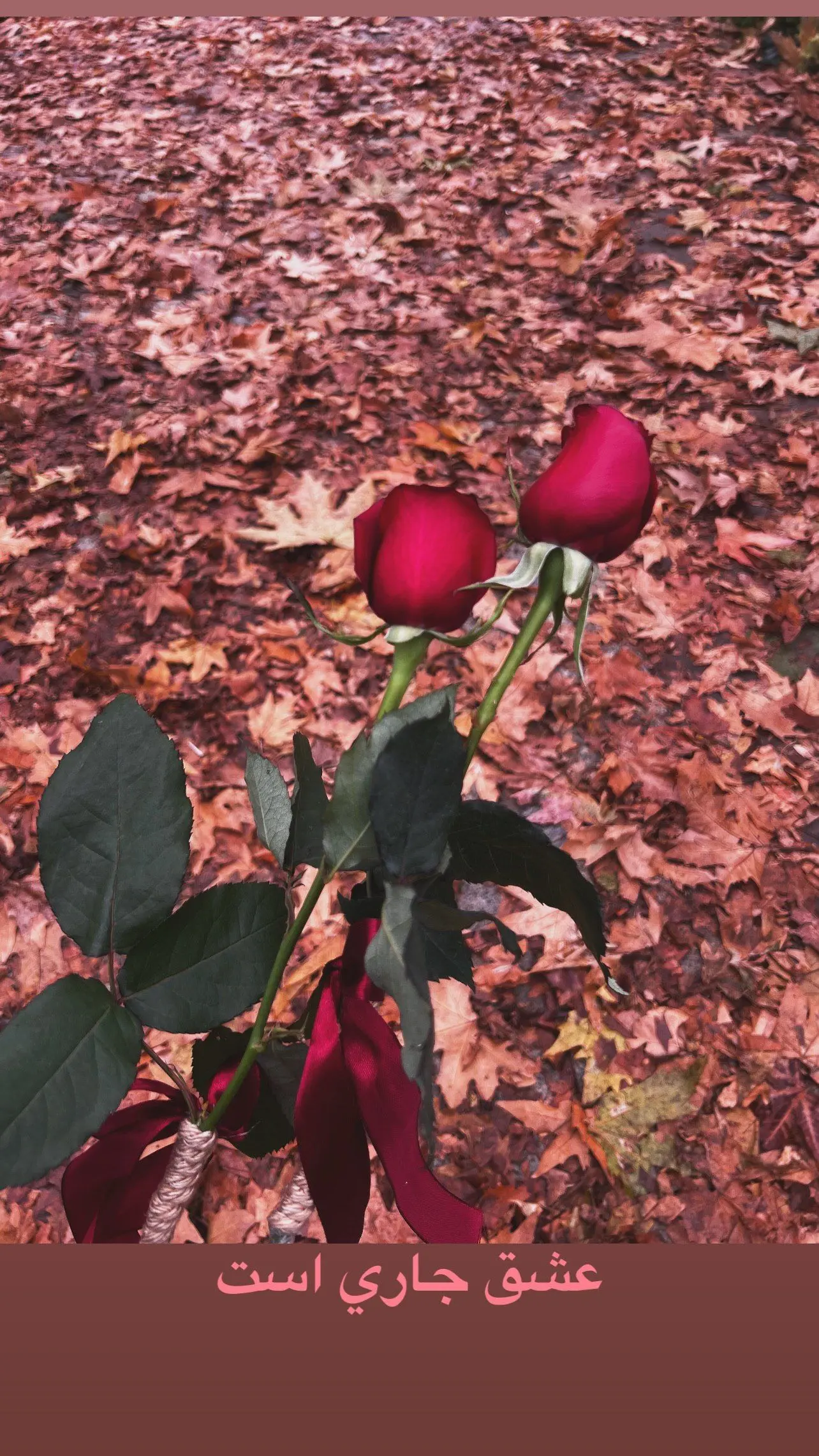 فریبا نادری