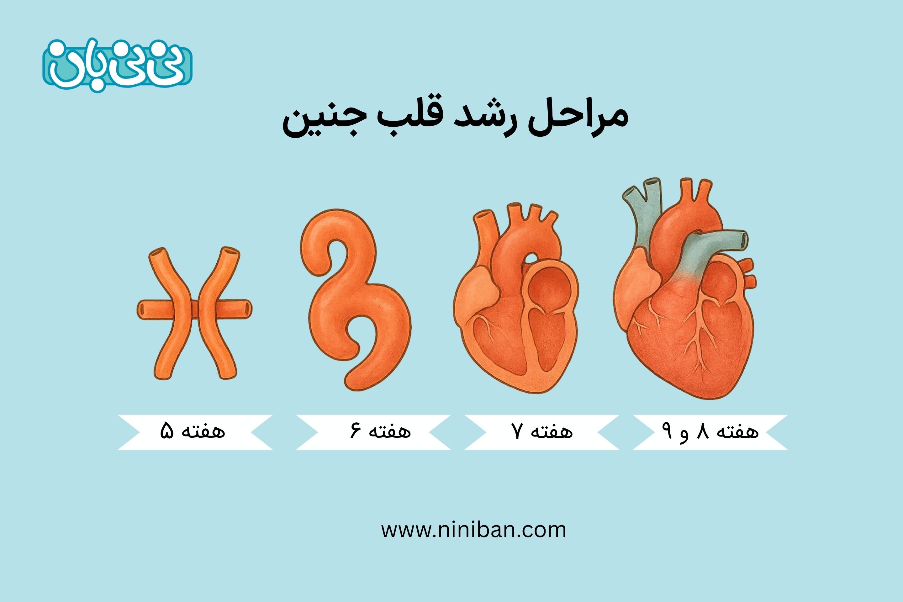 ضربان قلب جنین در هفته_های بارداری