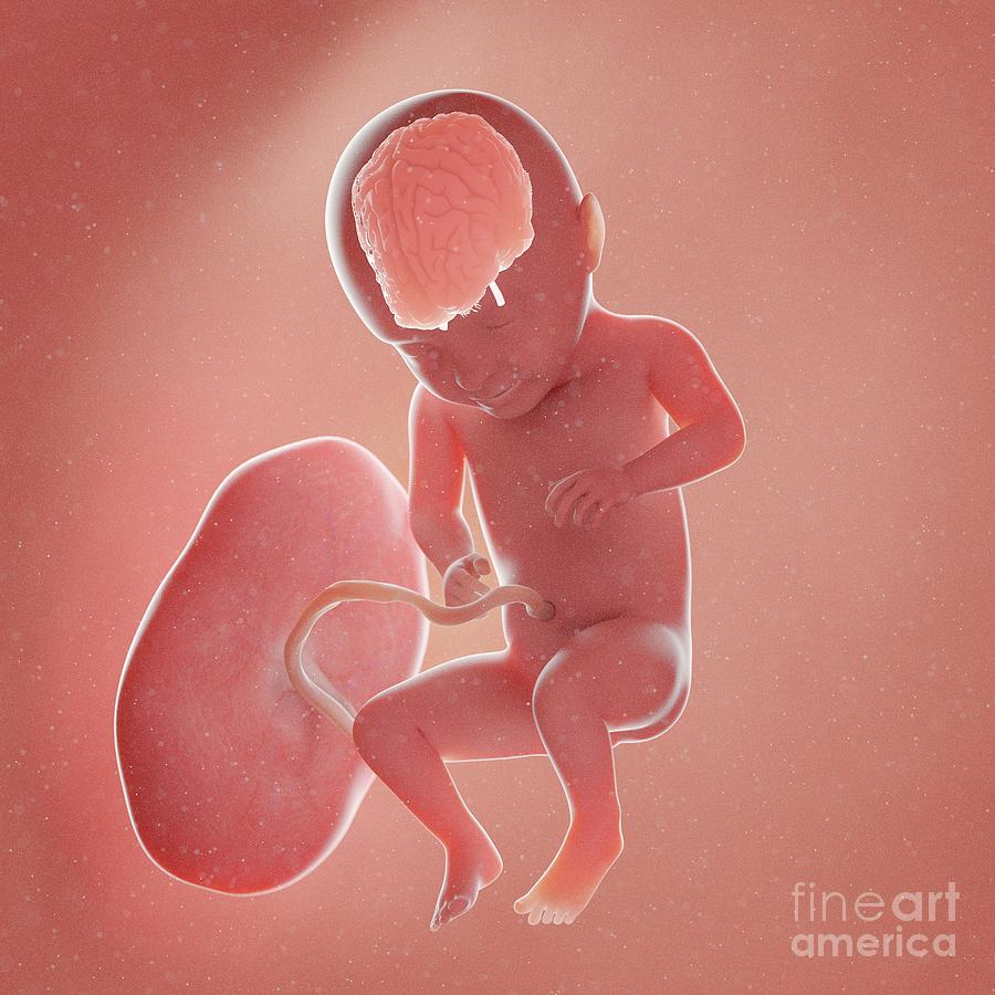 fetal-brain-sebastian-kaulitzkiscience-photo-library