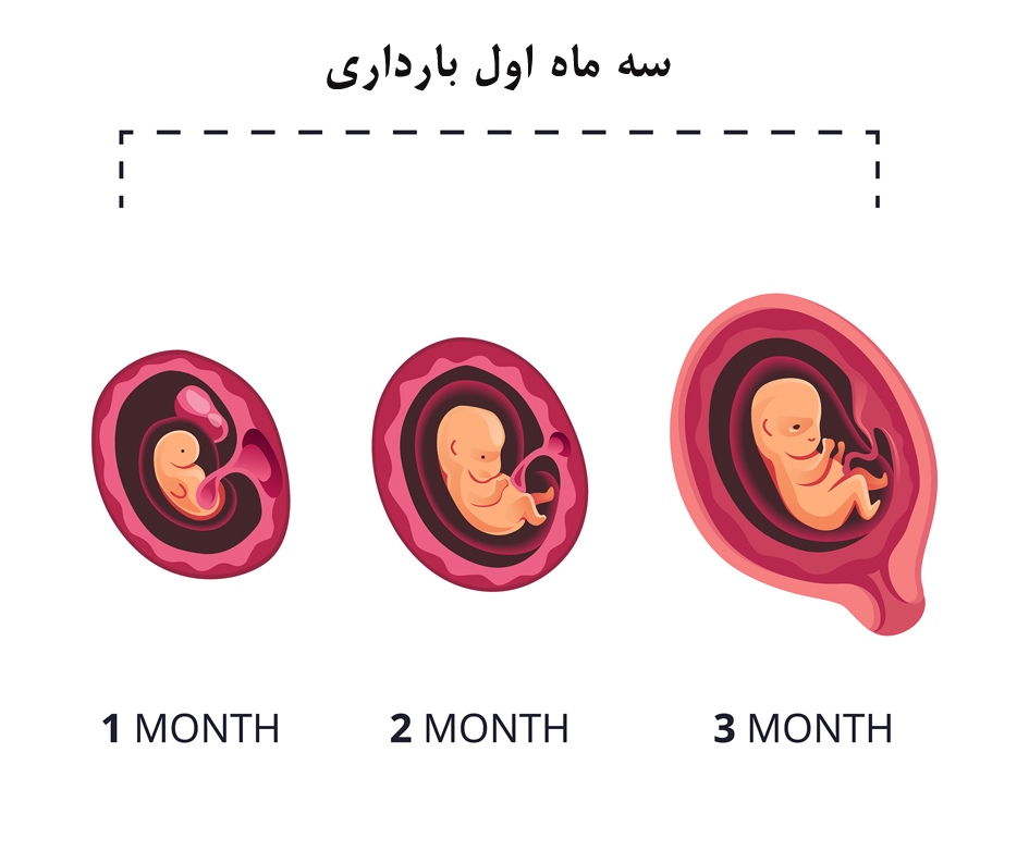 سه ماه اول بارداری