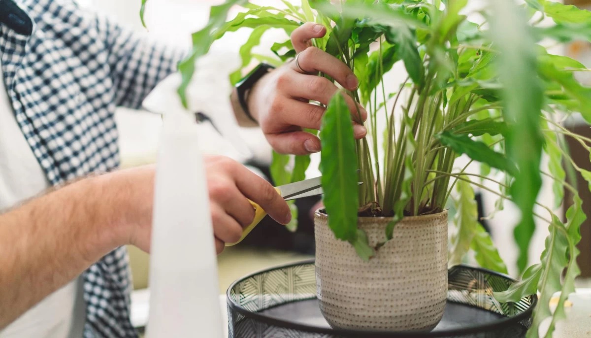فوت و فن های هرس کردن گیاهان آپارتمانی: راهنمای جامع برای داشتن گیاهانی شاداب و سرسبز
