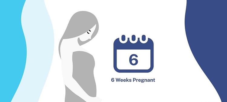 هفته ششم بارداری