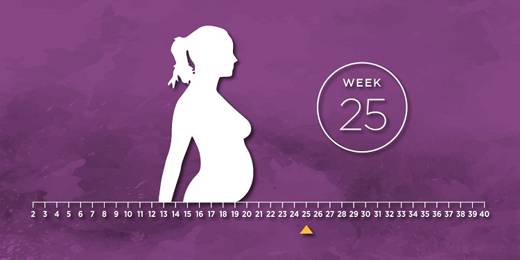 هفته بیست و پنجم بارداری