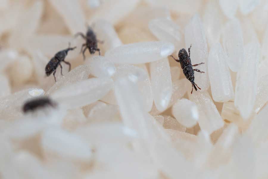 Prevent-rice-weevils-1