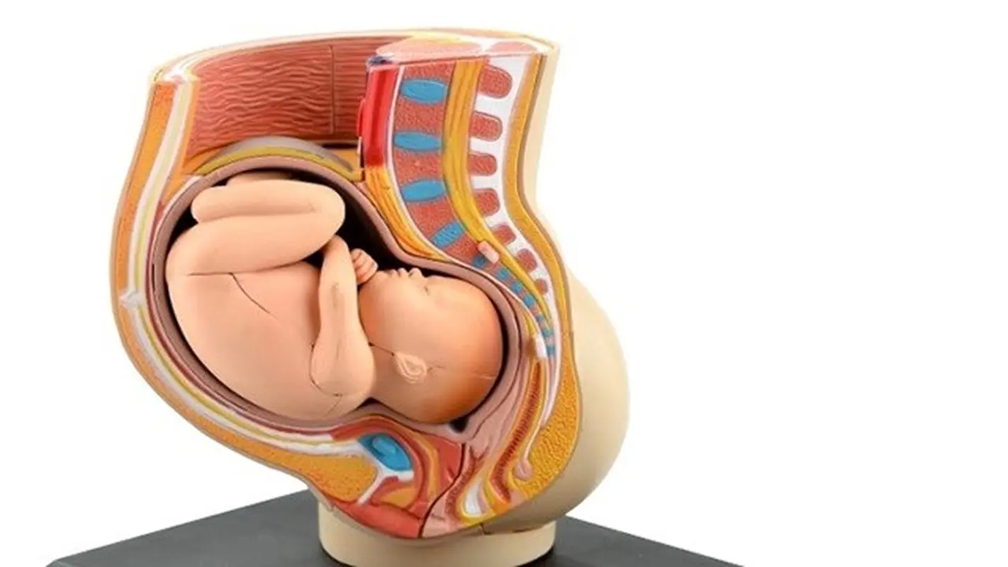 وضعیت سر جنین به سمت پایین؛ نشانههای چرخش صحیح (ویدئو)