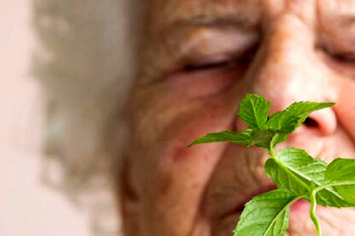 بوی نعنا می‌تواند به درمان آلزایمر کمک کند