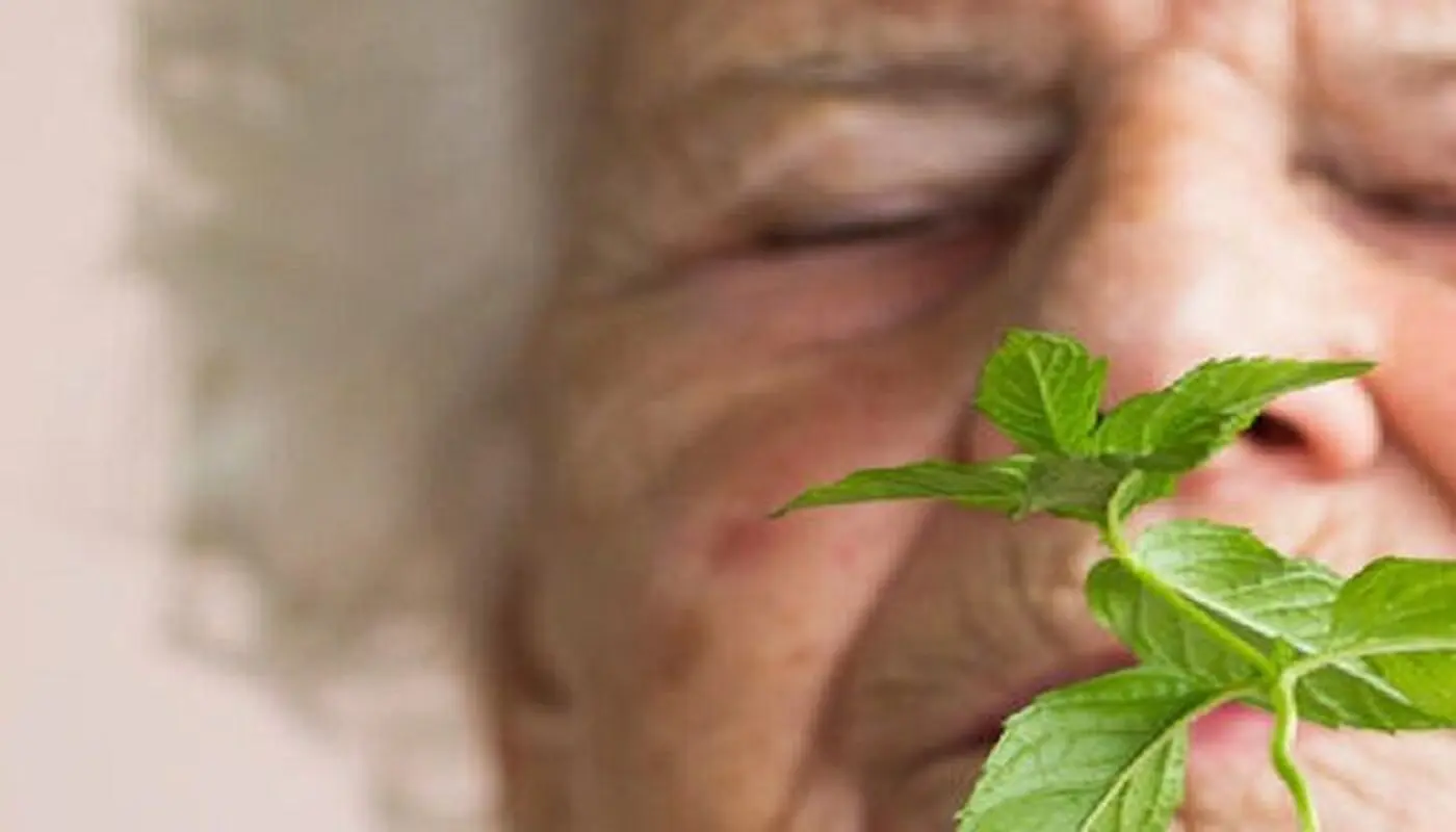 بوی نعنا می‌تواند به درمان آلزایمر کمک کند