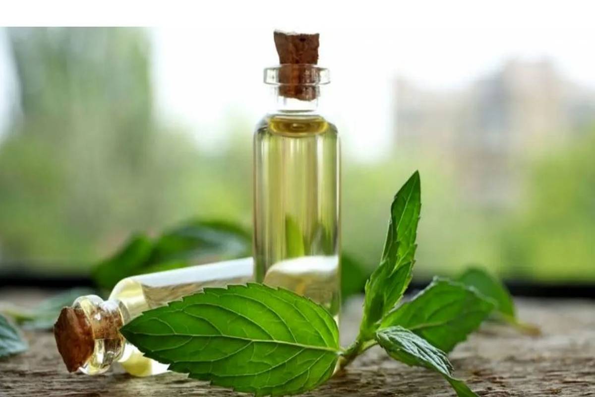 چربی حیوانی یا روغن‌های گیاهی؛ کدام را ترجیح بدهیم؟ 