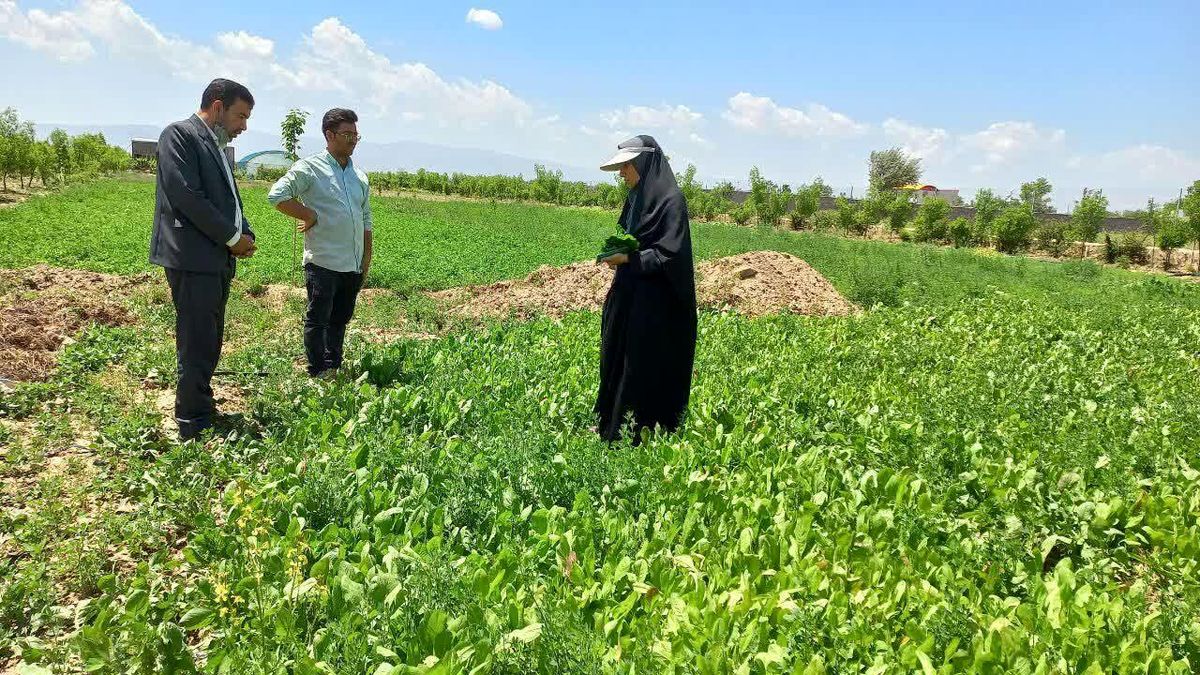 تصفیه کبد و خون با عرق کاسنی