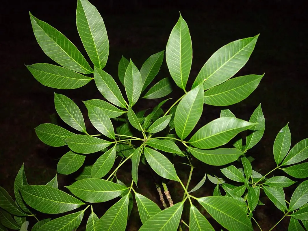 آشنایی با یک گیاه غول پیکر آپارتمانی (عکس)