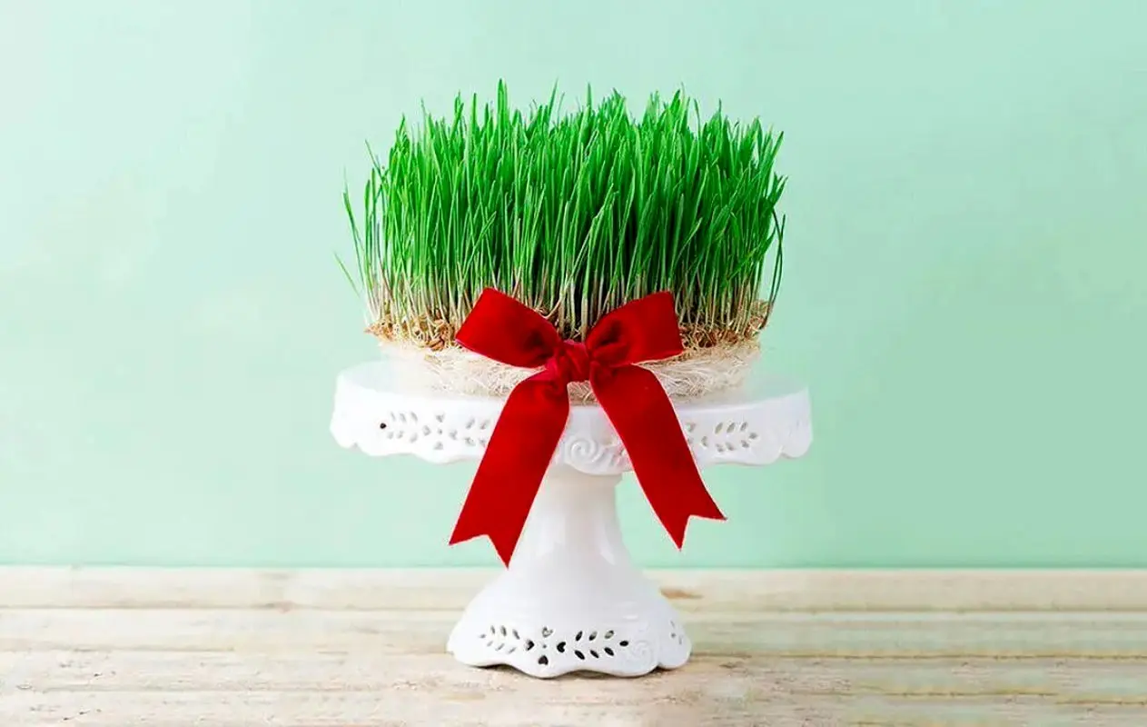 روش تهیه سبزه عید در تنگ ماهی برای عید نوروز 