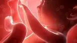 جنین چگونه تغذیه می‌کند؟ / ویدئو