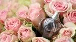 قیمت این عطرهای لاکچری شگفت زده تان میکند! (تصاویر)