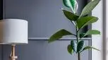 راهنمای کامل پرورش و نگهداری درختچه فیکوس الاستیکا در منزل + آفات و مشکلات
