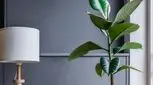 راهنمای کامل پرورش و نگهداری درختچه فیکوس الاستیکا در منزل + آفات و مشکلات
