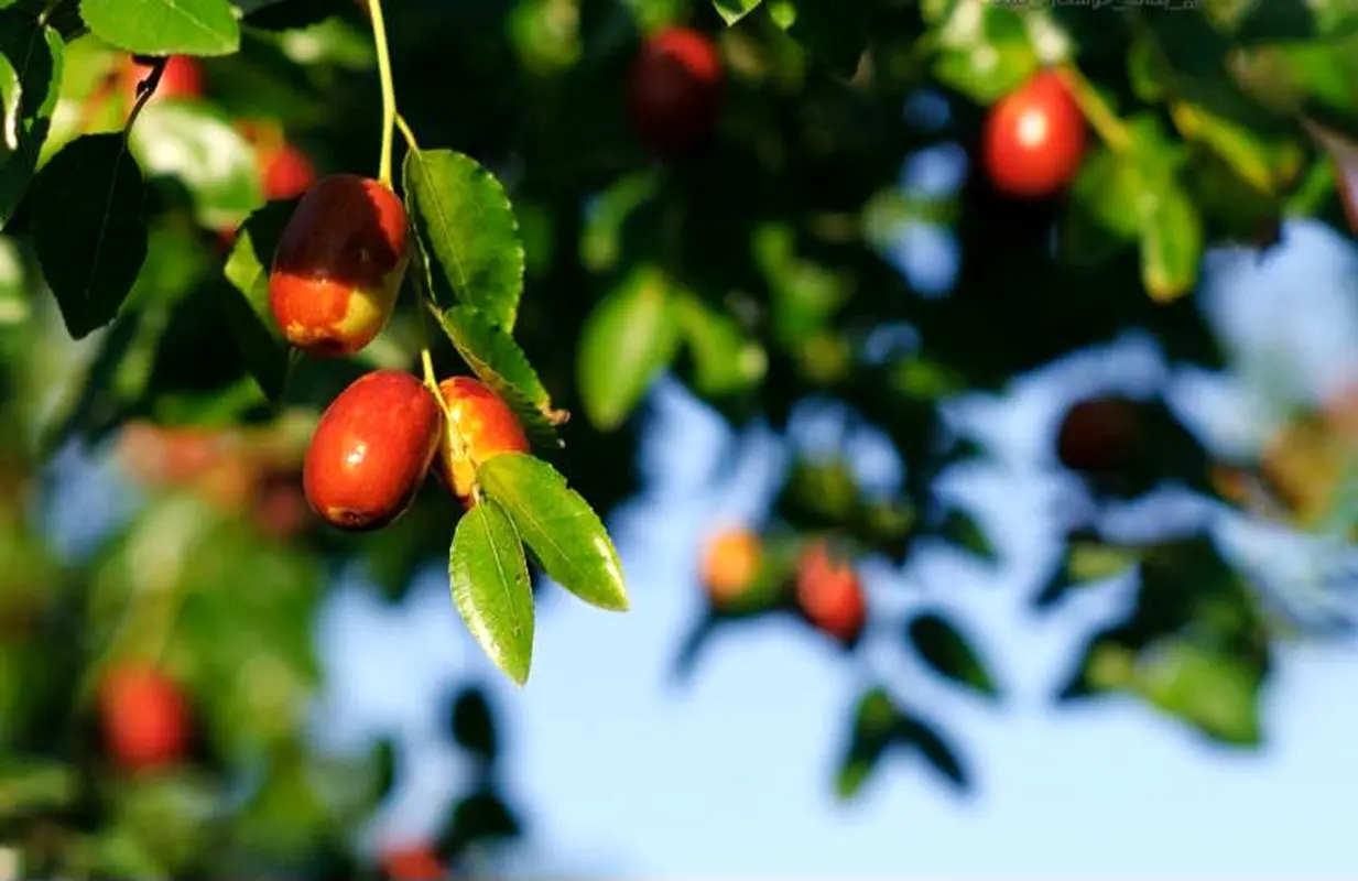 پاکسازی کبد با این میوه خوشرنگ