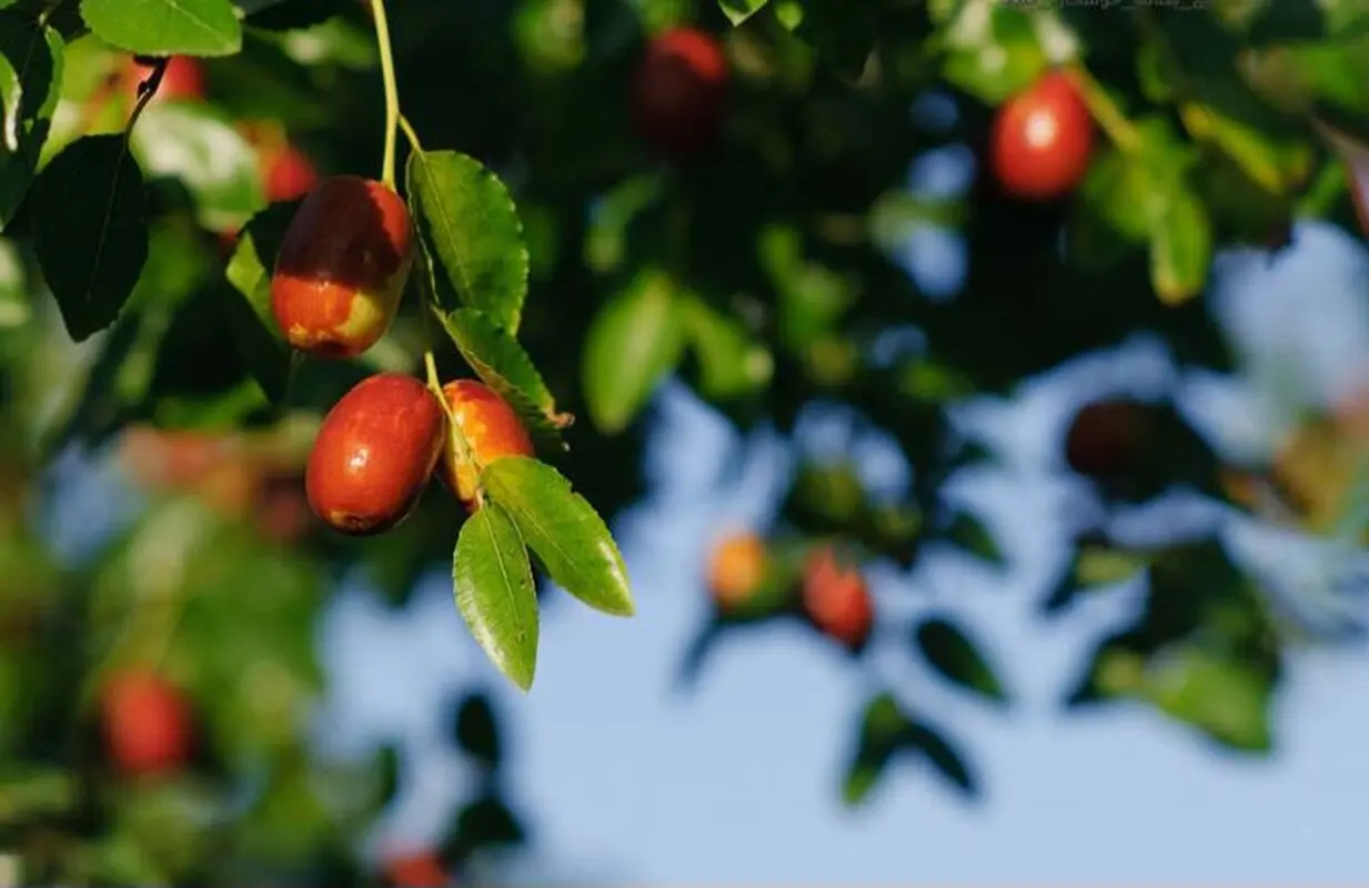 پاکسازی کبد با این میوه خوشرنگ