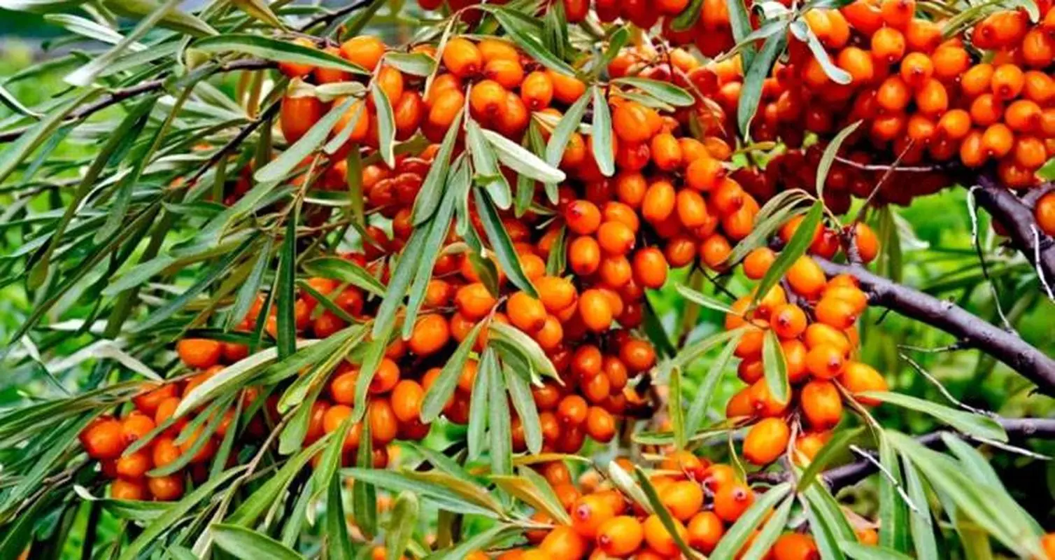 ۱۰ خاصیت شگفت‌انگیز این میوه برای سلامتی