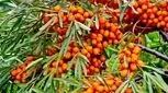 ۱۰ خاصیت شگفت‌انگیز این میوه برای سلامتی